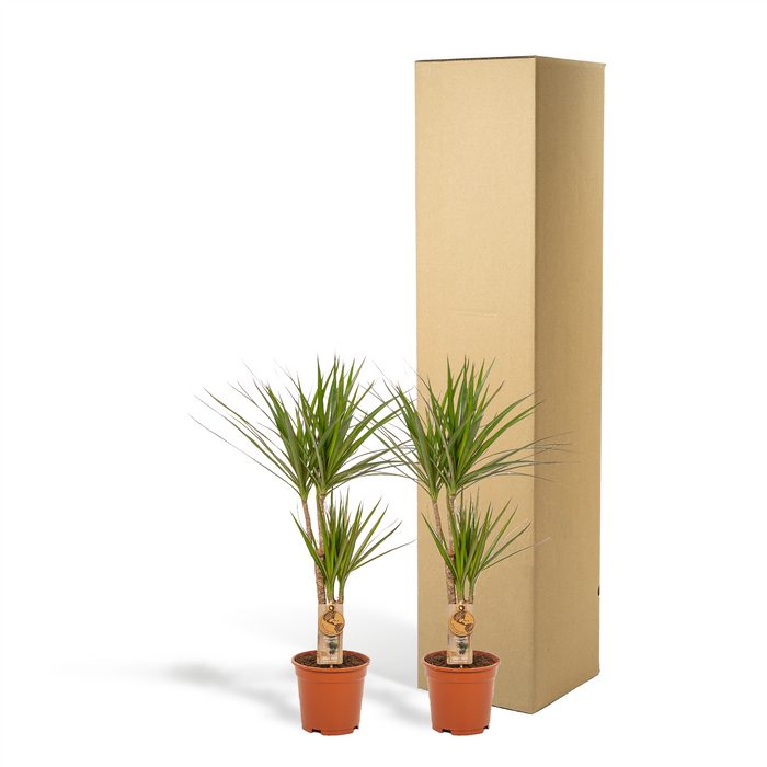 Dracaena - ↕90cm - Ø17cm - Drakenplant - 2x