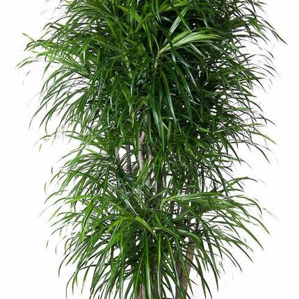 Dracaena Anita vertakt - Drakenplant - ↕160cm - Ø34cm