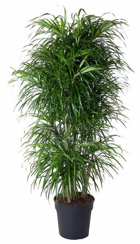 Dracaena Anita ramificata - Pianta del drago - ↕160cm - Ø34cm
