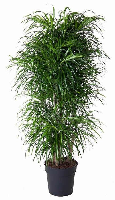 Dracaena Anita vertakt - ↕160cm - Ø34cm