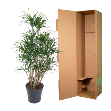 Dracaena Anita vertakt - Drakenplant - ↕160cm - Ø34cm