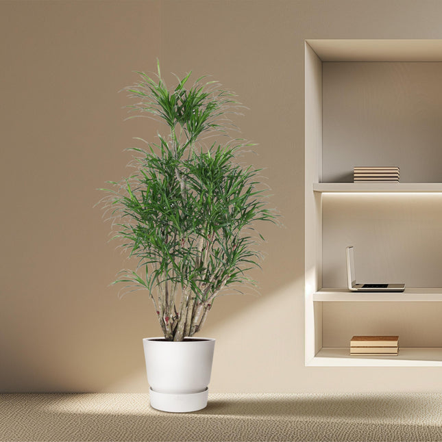 Dracaena Anita ramificata - Pianta del drago - ↕160cm - Ø34cm