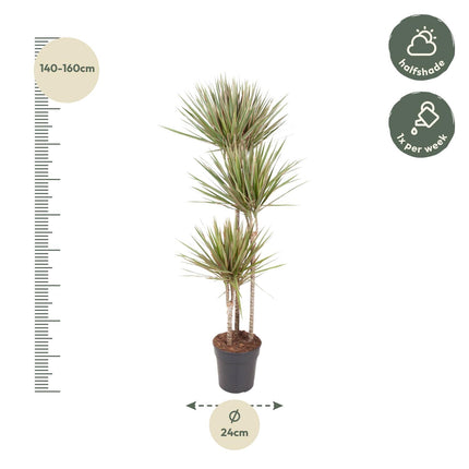 Dracaena Bicolor - Pianta del drago - ↕150 cm - Ø24 cm