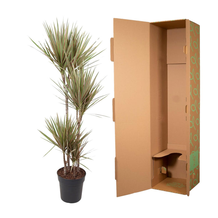 Dracaena Bicolor - ↕160cm - Ø27cm