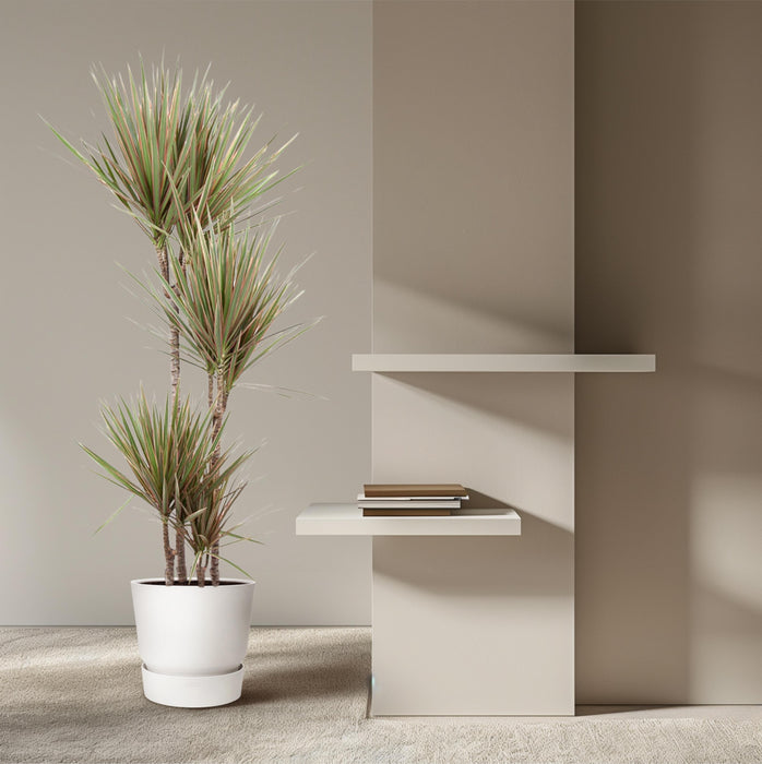 Dracaena Bicolor - ↕160cm - Ø27cm