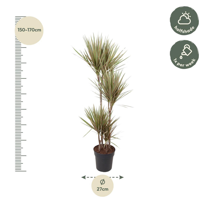 Dracaena Bicolor - ↕160cm - Ø27cm