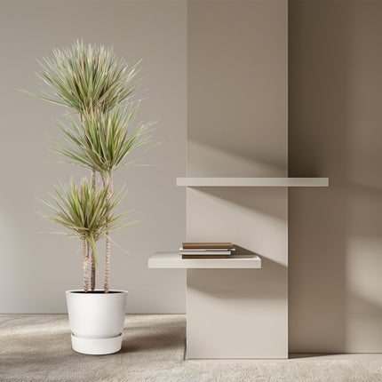 Dracaena Bicolor - Pianta del drago - ↕150 cm - Ø24 cm