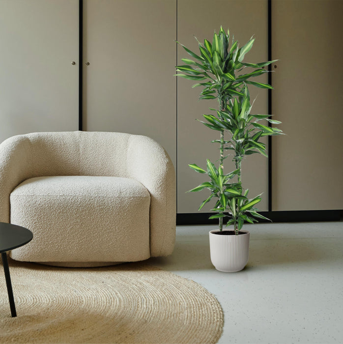 dracaena cintho cuidados Dracaena Cintho - ↕150cm