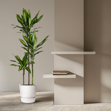 Dracaena Cintho - ↕160cm - Ø24cm