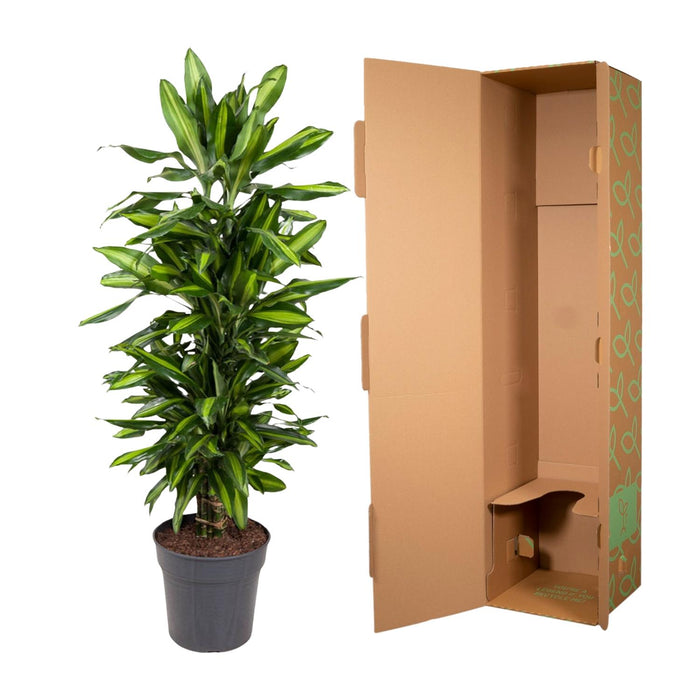 Dracaena Cintho vertakt - ↕120cm - Ø27cm