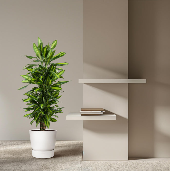 Dracaena Cintho vertakt - ↕120cm - Ø27cm