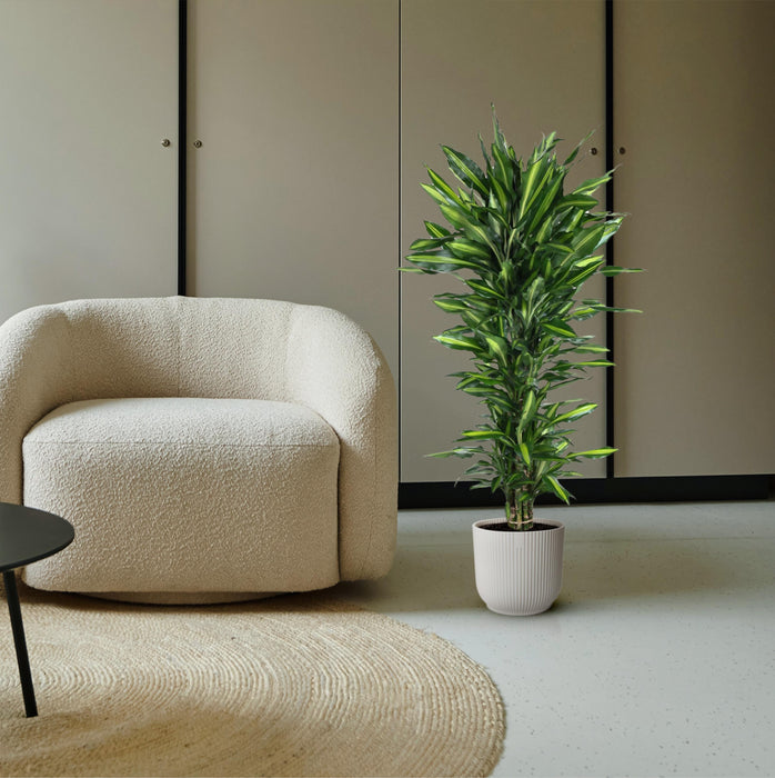 Dracaena Cintho vertakt - ↕150cm - Ø31cm