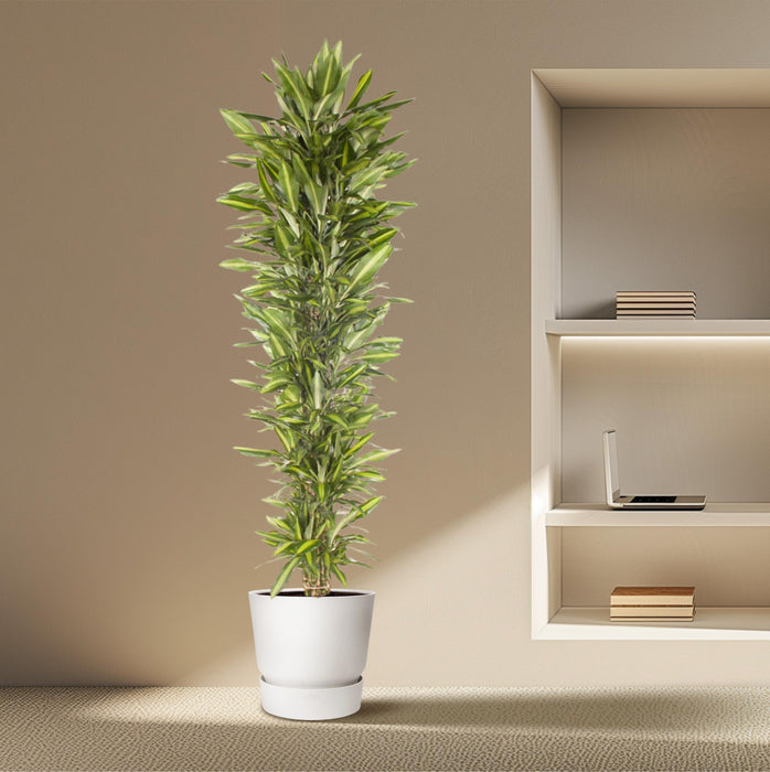 Dracaena Cintho verzweigt - ↕210cm