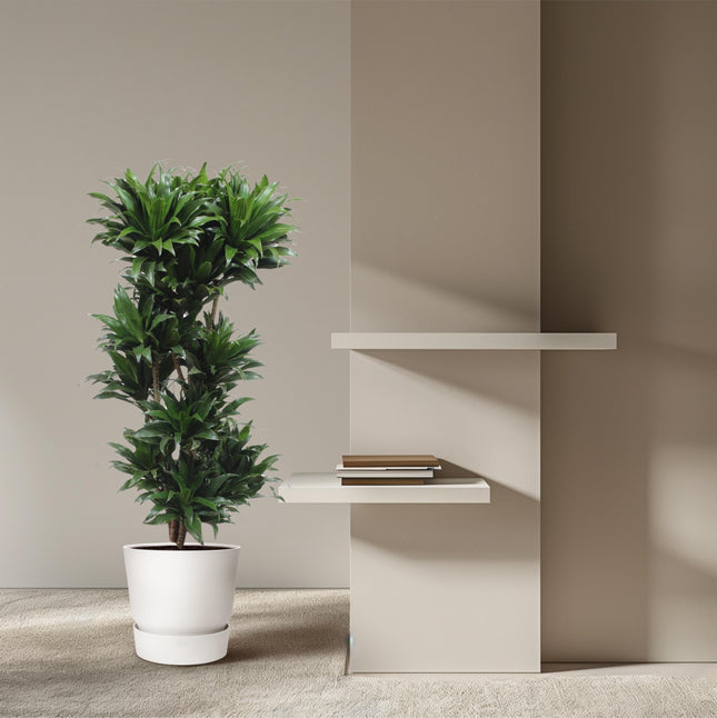 Dracena compatta - ↕140cm - Ø30cm