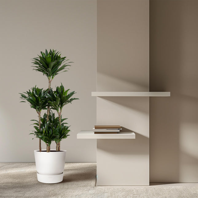 Dracaena Compacta Karrusel - ↕130cm - Ø31cm