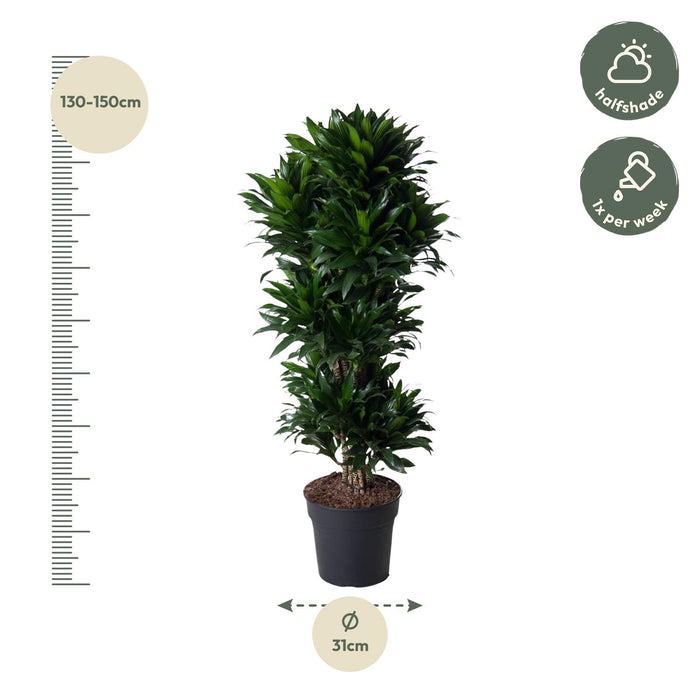 Dracaena Compacta vertakt - ↕140cm - Ø31cm