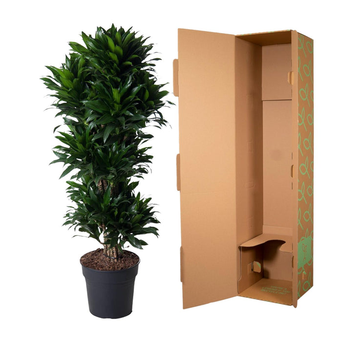 Dracaena Compacta vertakt - ↕140cm - Ø31cm