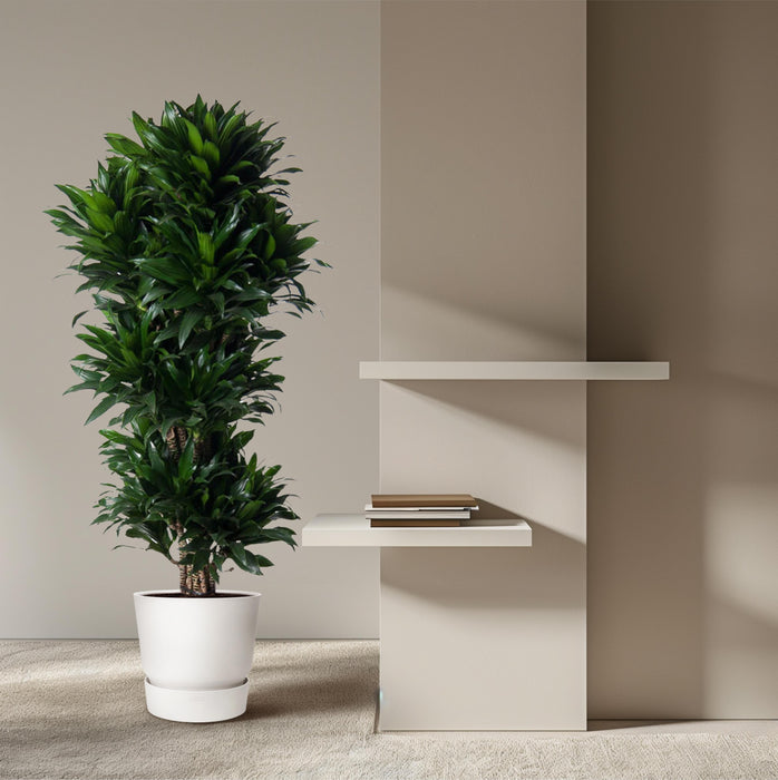 Dracaena Compacta vertakt - ↕140cm - Ø31cm