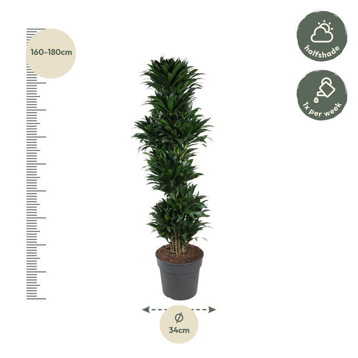 Dracaena Compacta vertakt - ↕170cm - Ø34cm