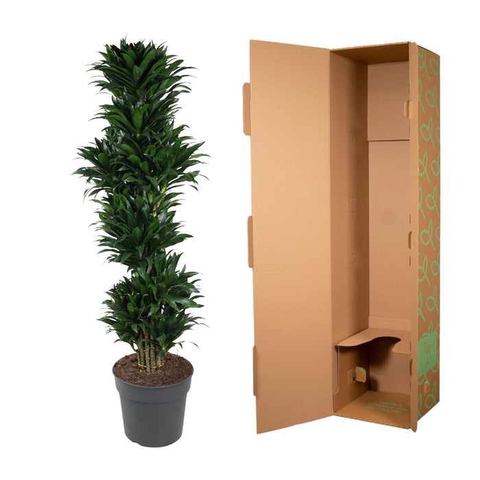 Dracaena Compacta vertakt - ↕170cm - Ø34cm