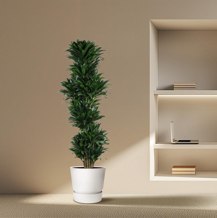 Dracaena Compacta vertakt - ↕170cm - Ø34cm