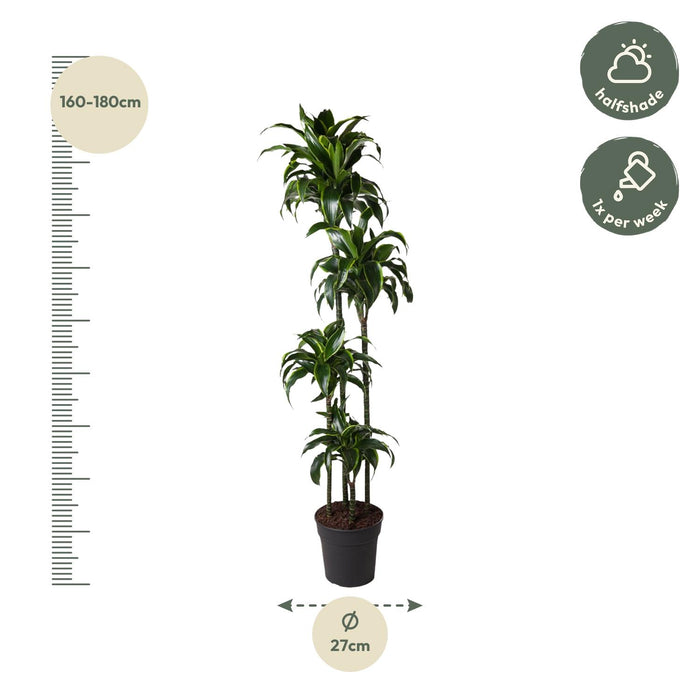 Dracaena Dorado - ↕170cm - Ø27cm - Drakenplant
