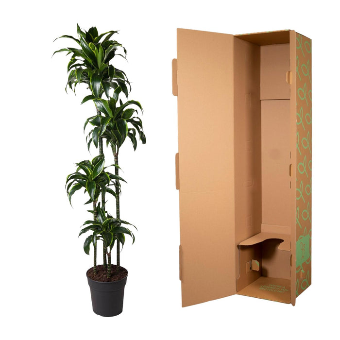 Dracaena Dorado - ↕170cm - Ø27cm - Drakenplant