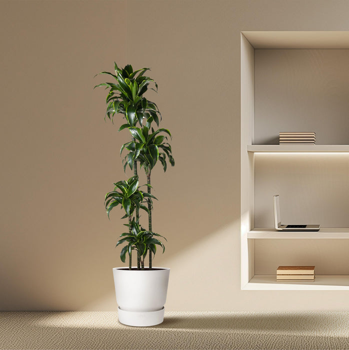 Dracaena Dorado - ↕170cm - Ø27cm - Drakenplant