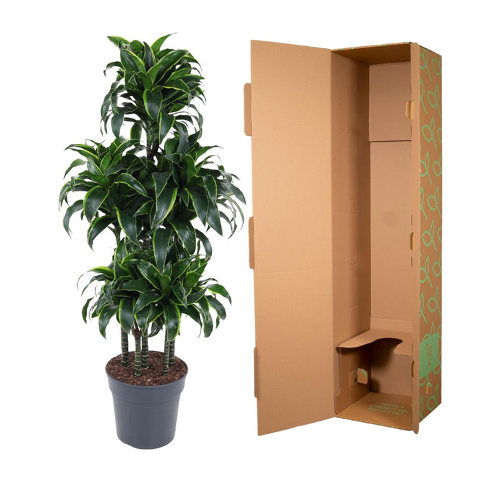 Dracaena Dorado Carrousel - ↕140cm - Ø31cm - Drakenplant