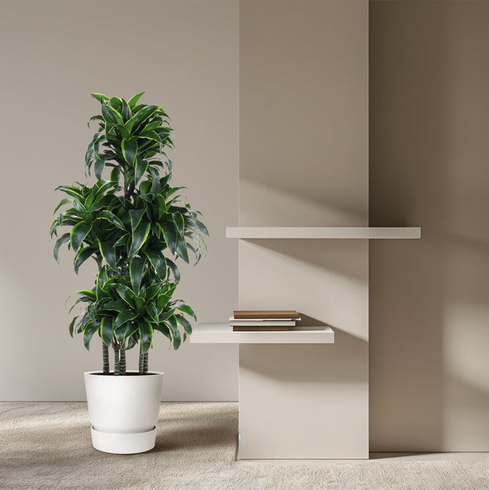 Dracaena Dorado Carrousel - ↕140cm - Ø31cm - Drakenplant