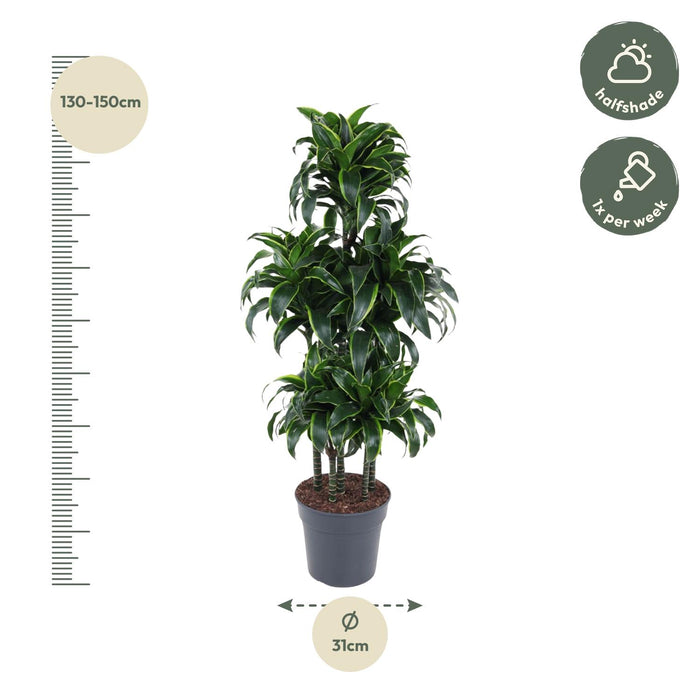 Dracaena Dorado Carrousel - ↕140cm - Ø31cm - Drakenplant