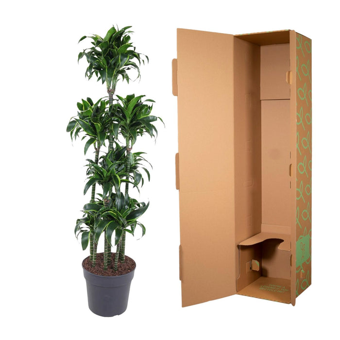 Dracaena Dorado Carrousel - ↕170cm - Ø34cm - Drakenplant