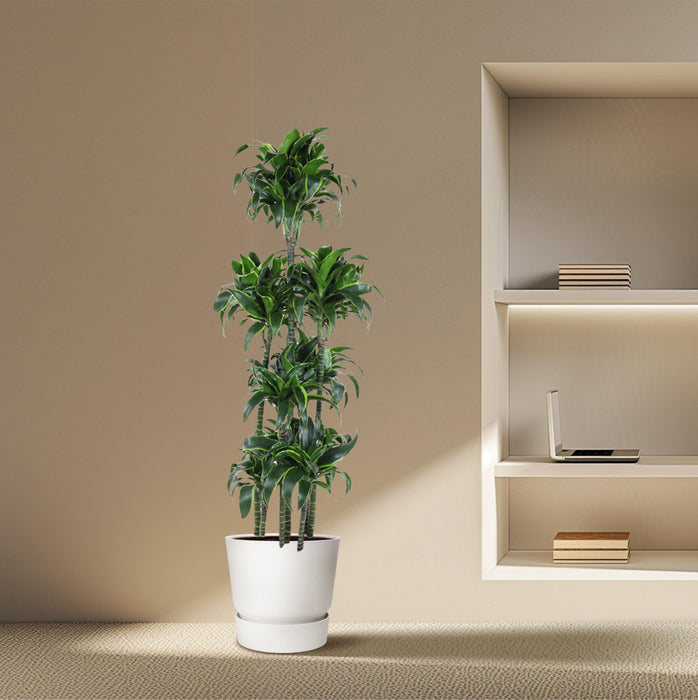 Dracaena Dorado Carrousel - ↕170cm - Ø34cm - Drakenplant