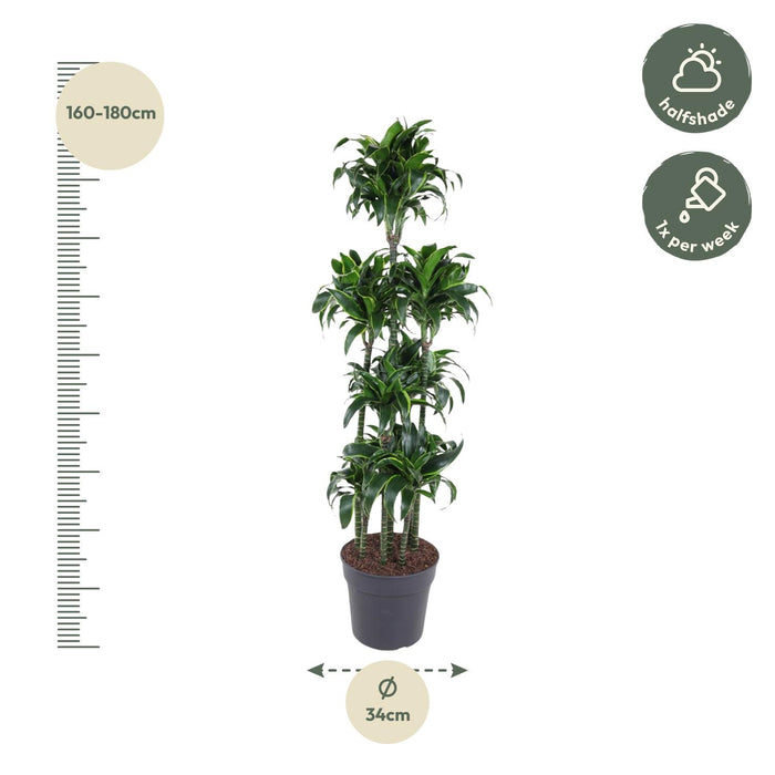 Dracaena Dorado Carrousel - ↕170cm - Ø34cm - Drakenplant