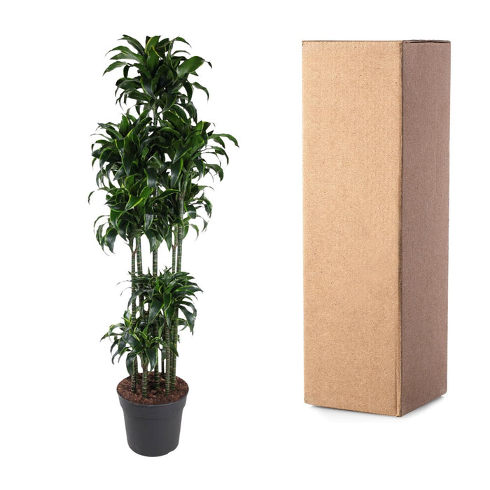 Dracaena Dorado Carrousel - ↕200cm - Ø40cm - Drakenplant