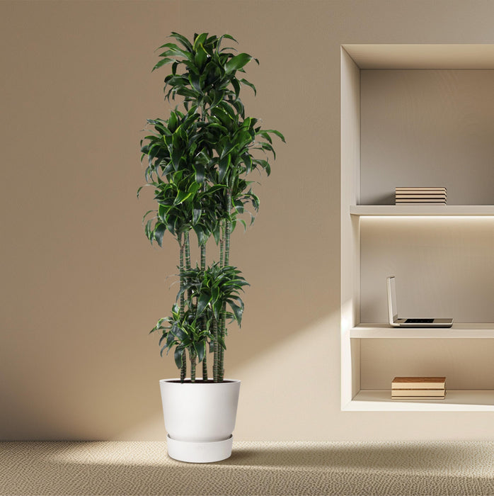 Dracaena Dorado Carrousel - ↕200cm - Ø40cm - Drakenplant