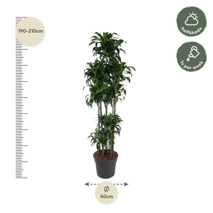 Dracaena Dorado Carrousel - ↕200cm - Ø40cm - Drakenplant