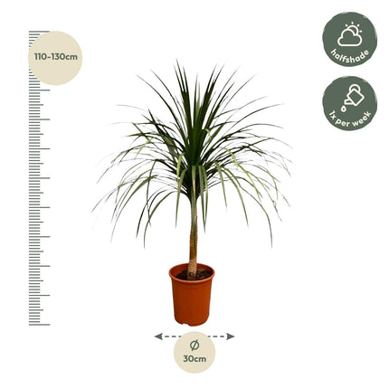Dracaena Draco - Drakenplant - ↕120cm - Ø30cm