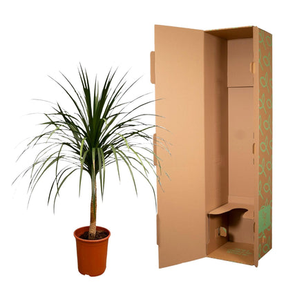 Dracaena Draco - Drakenplant - ↕120cm - Ø30cm