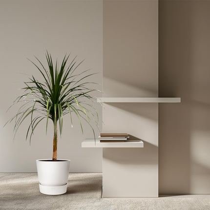 Dracaena Draco - Drakenplant - ↕120cm - Ø30cm