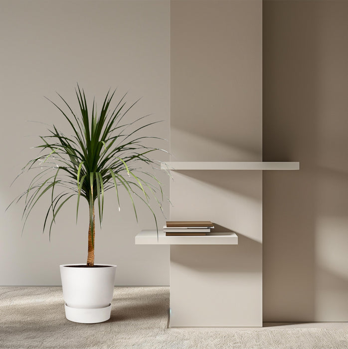 Dracaena Draco - ↕120cm - Ø30cm - Drakenplant
