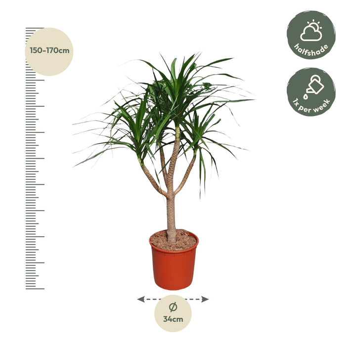 Dracaena Draco vertakt - ↕160cm - Ø34cm - Drakenplant
