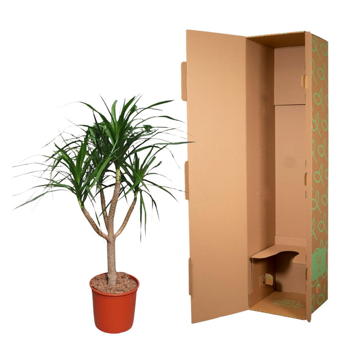 Dracaena Draco vertakt - ↕160cm - Ø34cm - Drakenplant