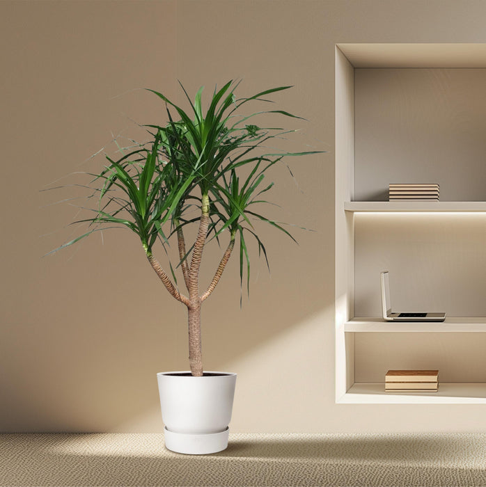 Dracaena Draco vertakt - ↕160cm - Ø34cm - Drakenplant