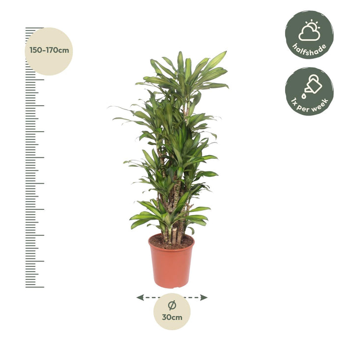 Dracaena Eve - ↕160cm  - Ø30cm - Drakenplant