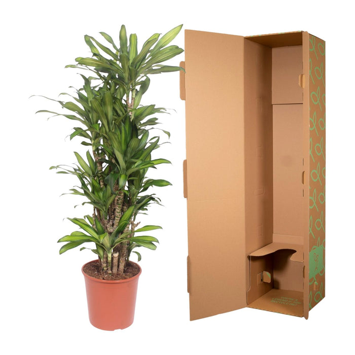 Dracaena Eve - ↕160cm  - Ø30cm - Drakenplant
