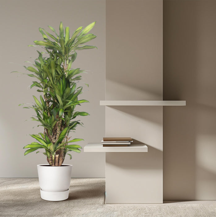 Dracaena Eve - ↕160cm  - Ø30cm - Drakenplant