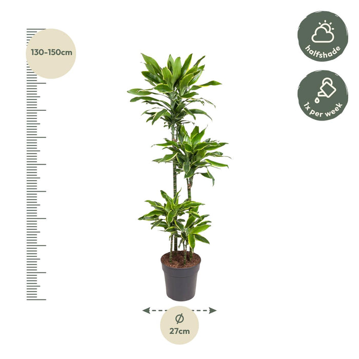 Dracaena Golden Coast - ↕140cm - Ø27cm - Drakenplant