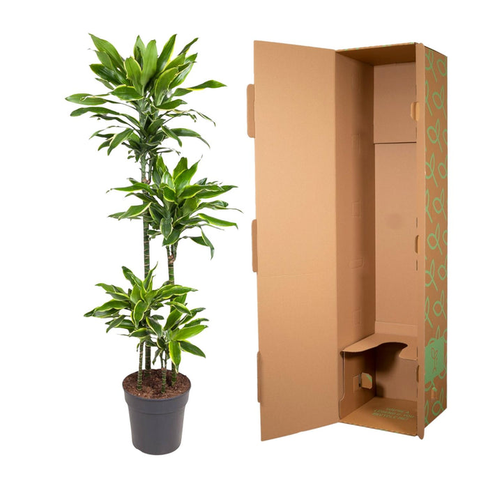 Dracaena Golden Coast - ↕140cm - Ø27cm - Drakenplant