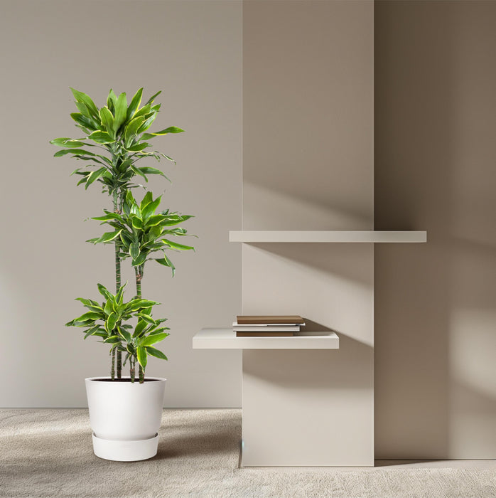 Dracaena Golden Coast - ↕140cm - Ø27cm - Drakenplant